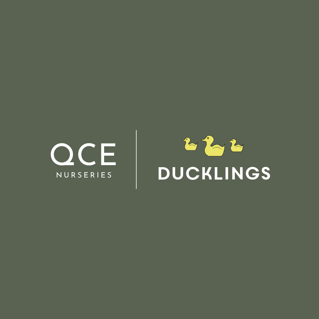 14155 - QCE Ducklings Logo-01
