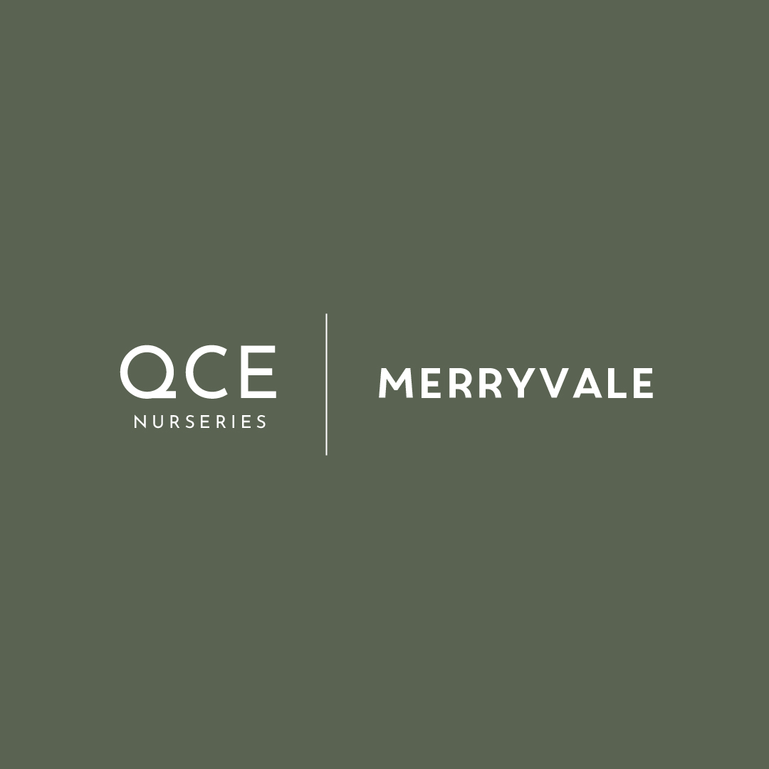 14155 - QCE Merryvale Logo-01