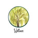 web willow 2