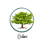 web cedars